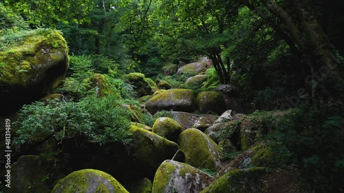 view on the forest of huelgoat in brittany