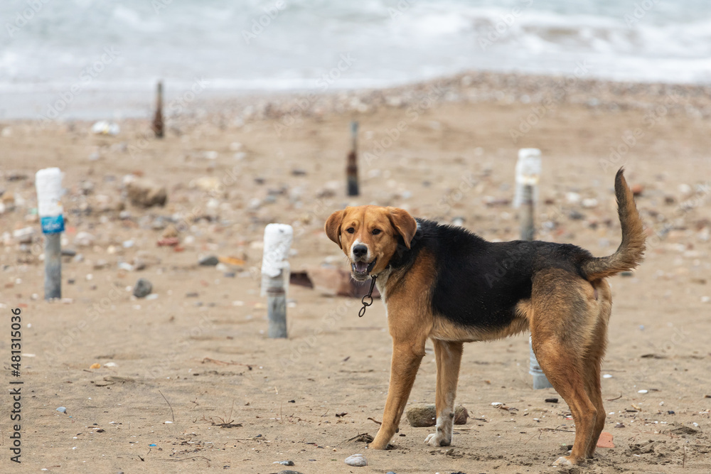 A black-brown dog in a collar, an adult walks with a contented look along the sandy beach against the backdrop of the sea
