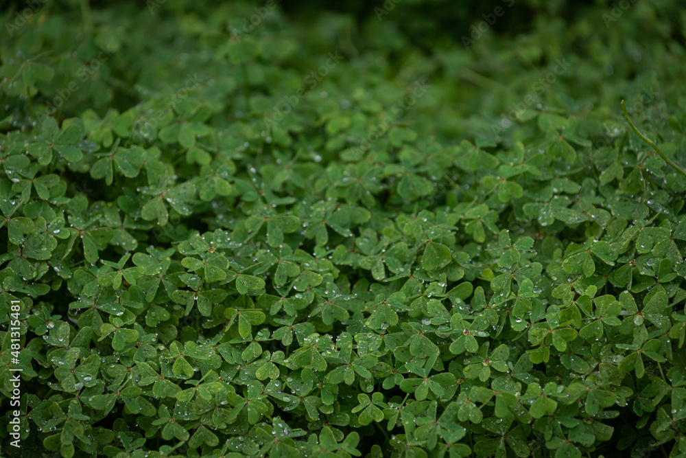 close-up dense green of young clover covered with morning dew close-up dense green of young clover covered with morning dew