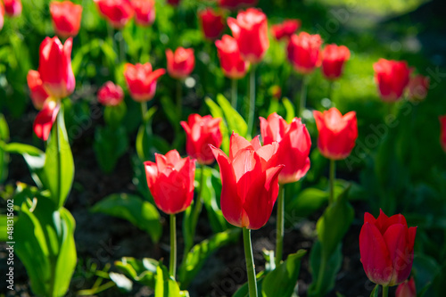 red tulip flower closeup with colorful natural background