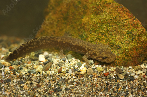 Closeup on a larvae of the coastal giant salamander , Dicamptodon tenebrosus photo