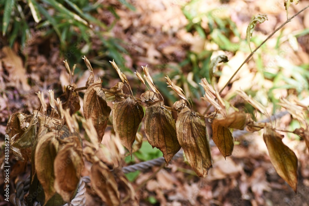 Toad lily in winter. Liliaceae perennial plants. The flowering season is from August to November. Toad lily in winter. Liliaceae perennial plants. The flowering season is from August to November.
