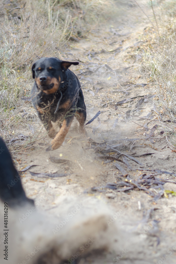 Blurred motion, defocus, noise, grain effect. The female Rottwei Blurred motion, defocus, noise, grain effect. The female Rottwei