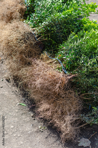 Bare-root boxwood seedlings at the farmer's fair.