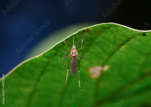 A close-up view of a mosquito sitting on the edge of a tree leaf