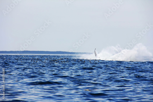 A whale swims calmly and releases a powerful fountain into the Bay of Fundy in Nova Scotia: