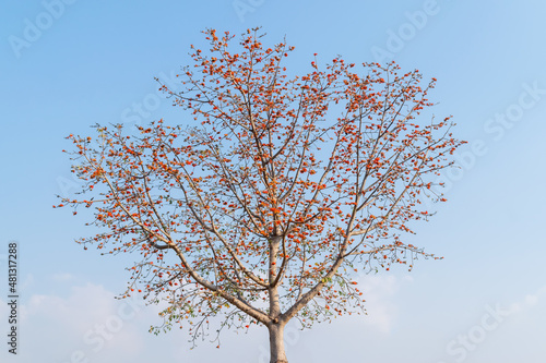 Blossom flower of Bombax ceiba tree or Silk cotton tree with blue sky background. photo