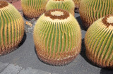 Golden Barrel Cactus with prickly thorns as found in nature