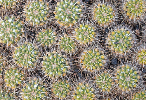 Cactus with prickly thorns as found in nature
