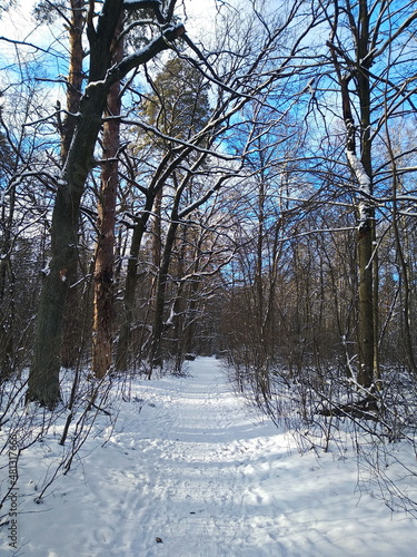 trees in winter