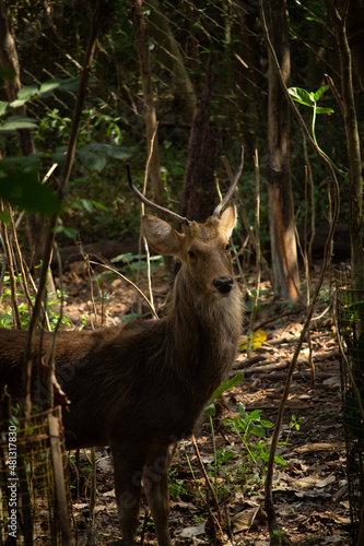 deer in the woods