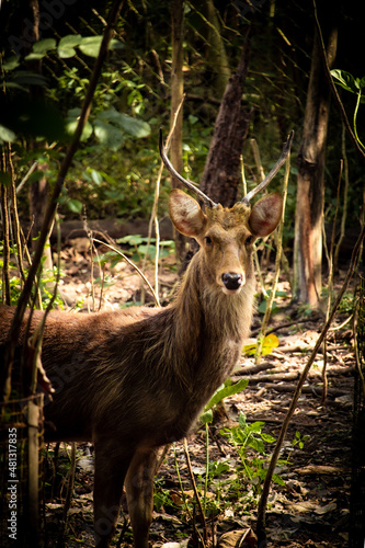 deer in the woods