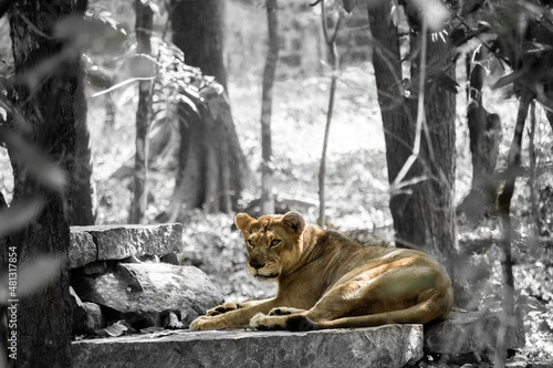 lion in the jungle