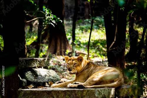 lion in the jungle