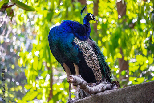 peacock in the park
