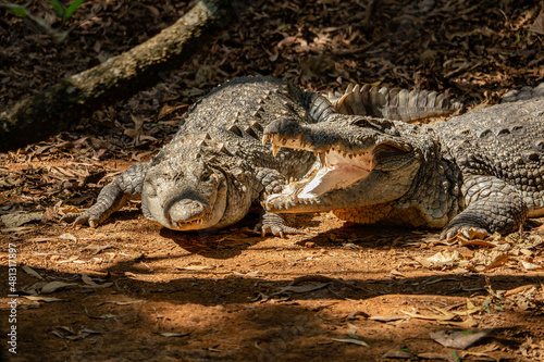 Nile crocodile