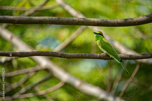 green bee eater on a tree