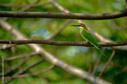 green bee eater on a tree