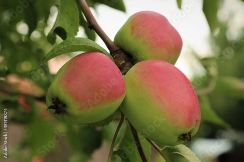 Close-up of three growing ripe apples on a branch.