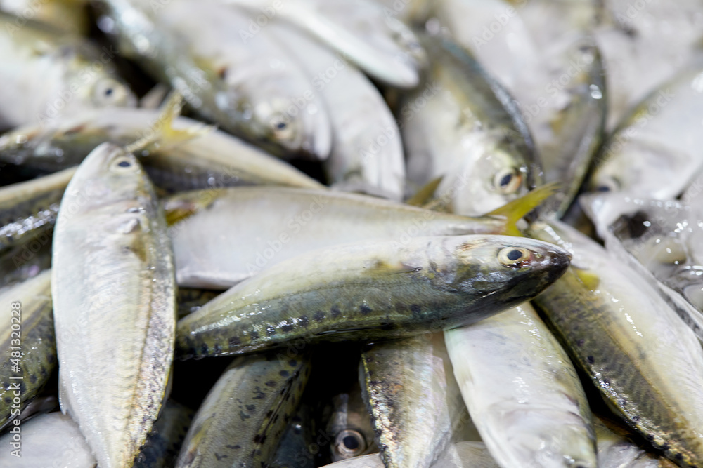 Fresh torpedo scad fish on seafood market Fresh torpedo scad fish on seafood market