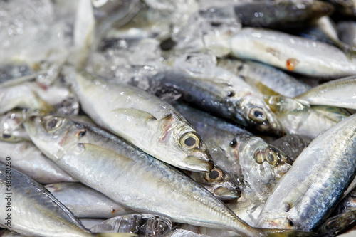 Fresh torpedo scad fish on seafood market