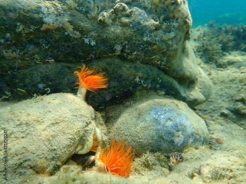 Polychaeta Smooth tubeworm or red-spotted horseshoe (Protula tubularia) undersea, Aegean Sea, Greece, Halkidiki photo