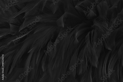 Beautiful black grey bird feathers pattern texture background.