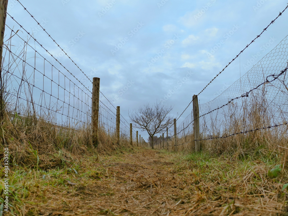 Country side path leading to a tree