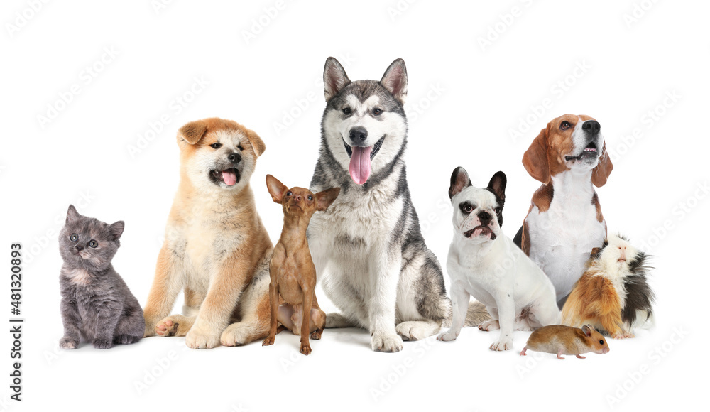 Group of cute pets on white background Group of cute pets on white background