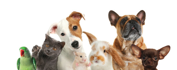 Group of cute pets on white background. Banner design
