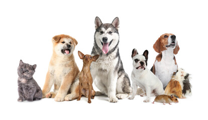 Group of cute pets on white background