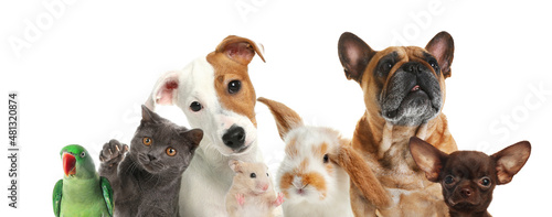 Group of cute pets on white background. Banner design © New Africa