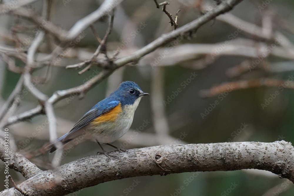 red flanked blue tail in the forest red flanked blue tail in the forest