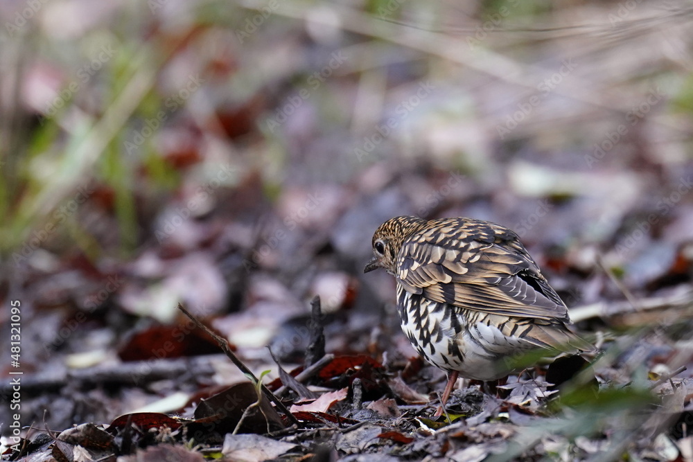 scaly thrush on the ground scaly thrush on the ground
