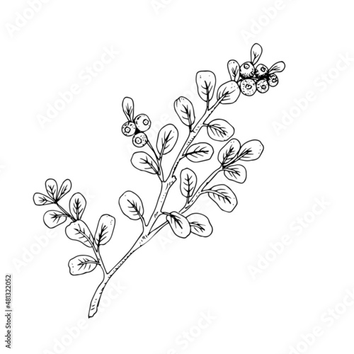Branch with cranberries, blueberries. Line drawing. Vector illustration.