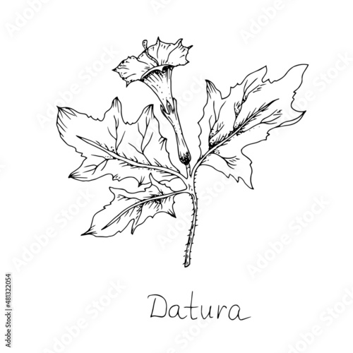 Plants henbane. Line drawing. Vector illustration.