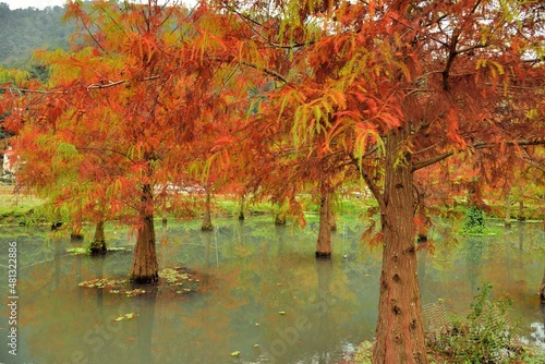 Colorful winter deciduous cypress tree in the Taiwan.