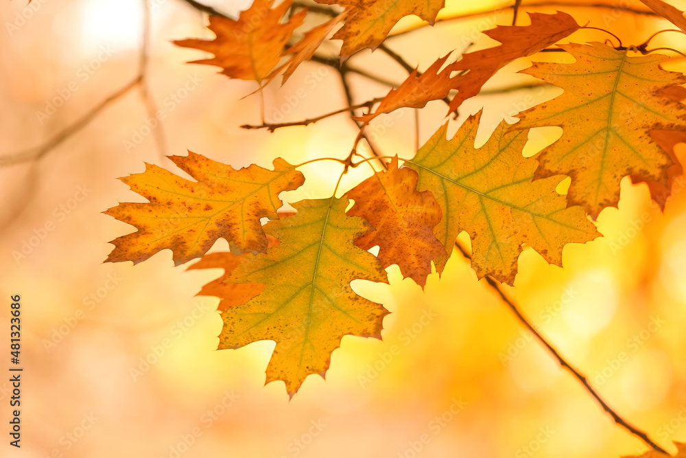 Obraz premium Oak tree with beautiful leaves in autumn botanical park, closeup