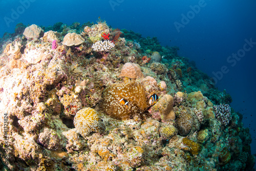 Fototapeta Naklejka Na Ścianę i Meble -  珊瑚　サンゴ礁　クマノミ  イソギンチャク