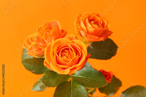 Beautiful orange roses on color background