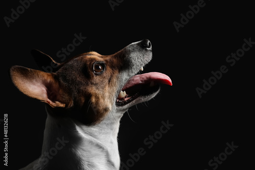 Funny Jack Russel terrier on black background © Pixel-Shot