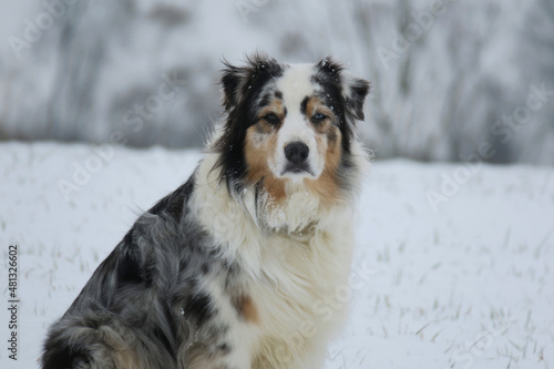 Winterhund © detail-werk