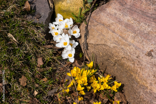 White and yellow spring flowers among granite rocks and grass. Alpine mountain scenery.