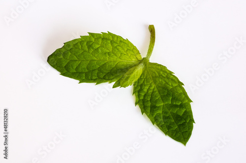 Peppermint leaves isolated on white background
