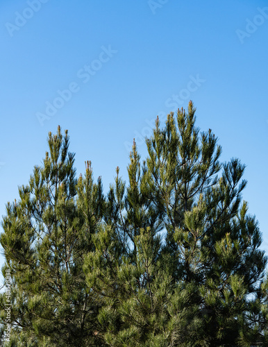 Pitsunda pine Pinus brutia pityusa against blue December sky. Close-up of branches growing vertically. Sunny day in winter garden. Nature concept for design. Selective focus