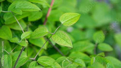 Clematis Leafs