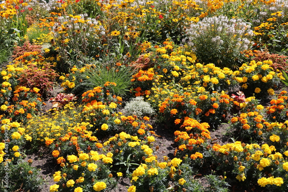 Großflächiges Beet mit Blumen in gelb und orange im Sommer