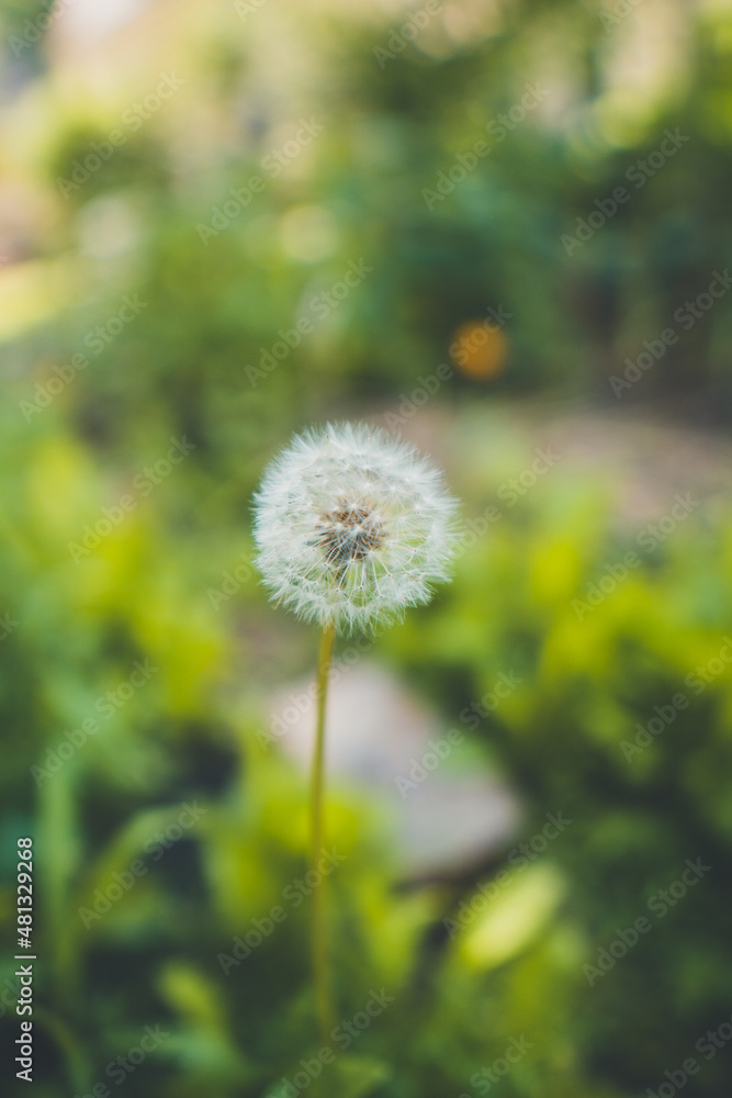 Pusteblume / Löwenzahn