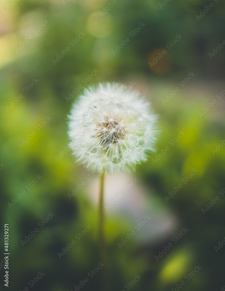 Pusteblume / Löwenzahn