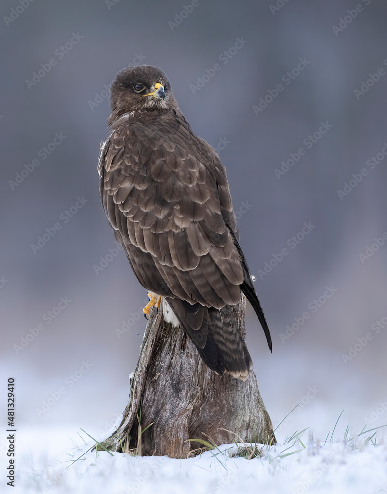 Common buzzard bird ( Buteo buteo )